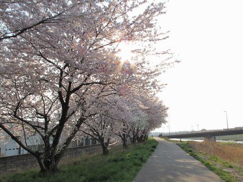 桜２.jpg